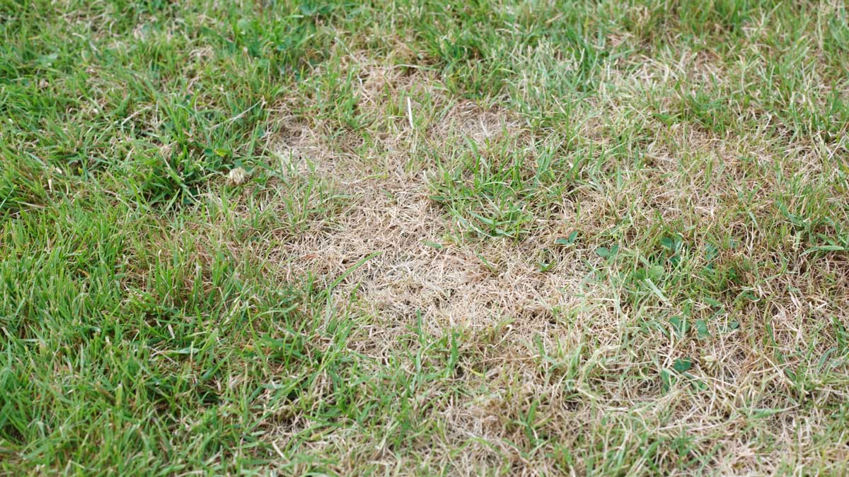 Will swimming pool water kill my grass? Pristine Pools