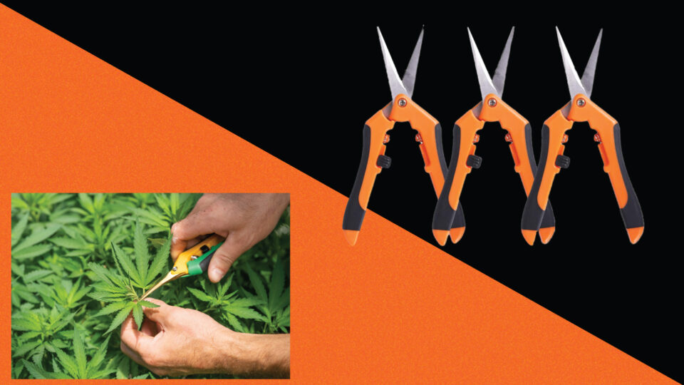 Heat Stress Signs that your Cannabis Plant is Overheating Pristine Seeds