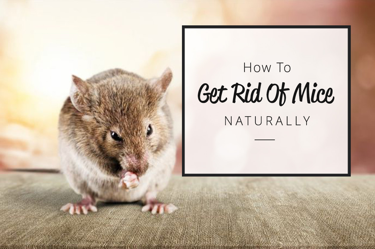 How To Get Rid of Mice Naturally From NYC Apartments