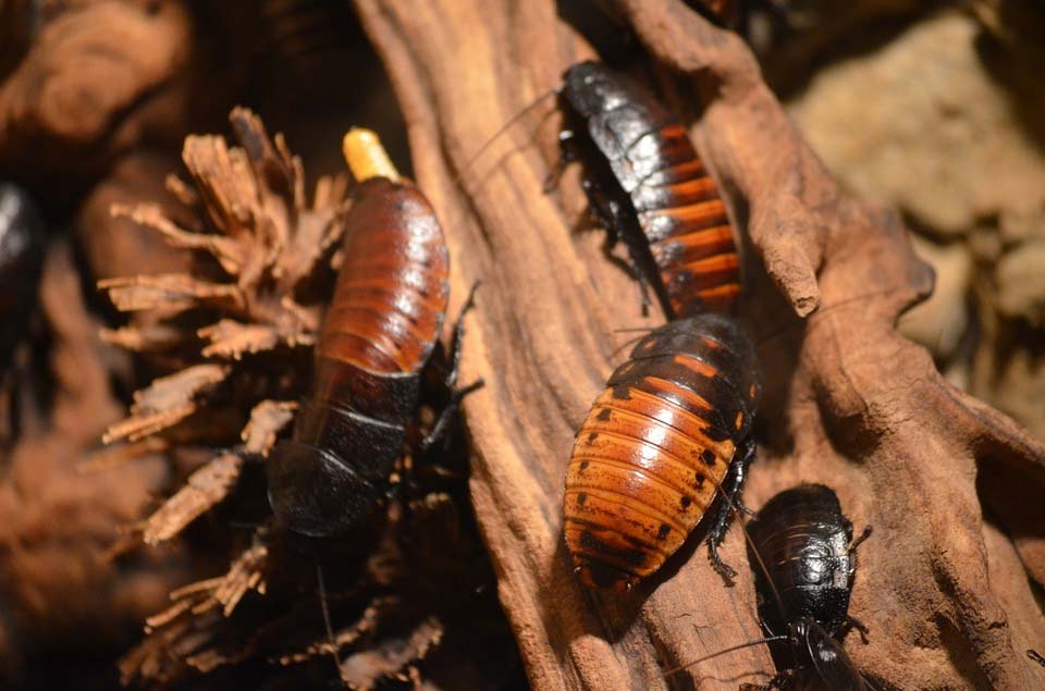 Where Do Roaches Nest? How to Locate + Control Measures