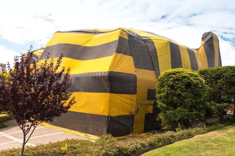 Cost To Get Rid of Bed Bugs 2024 Price Guide