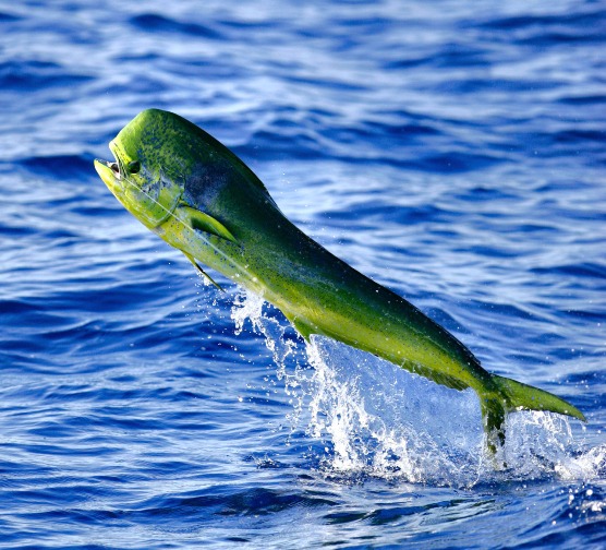 St Kitts Fishing Charters