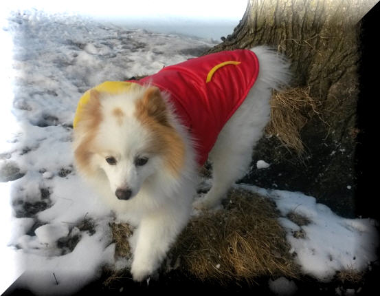 Fluff “Enjoying The Michigan Tundra”!!! Fluffer "The Wonder Dog"
