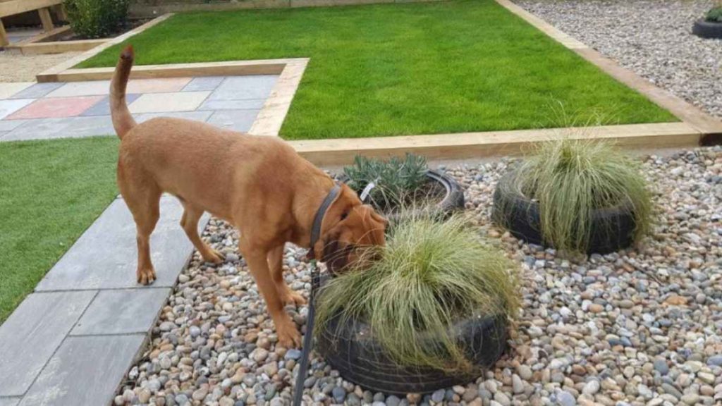 How to Make a Dog Friendly Backyard prMac