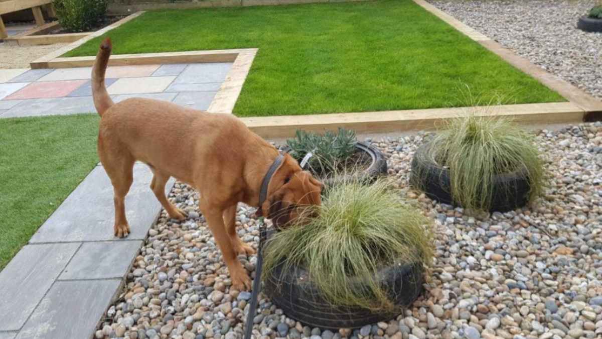 How to Make a Dog Friendly Backyard prMac