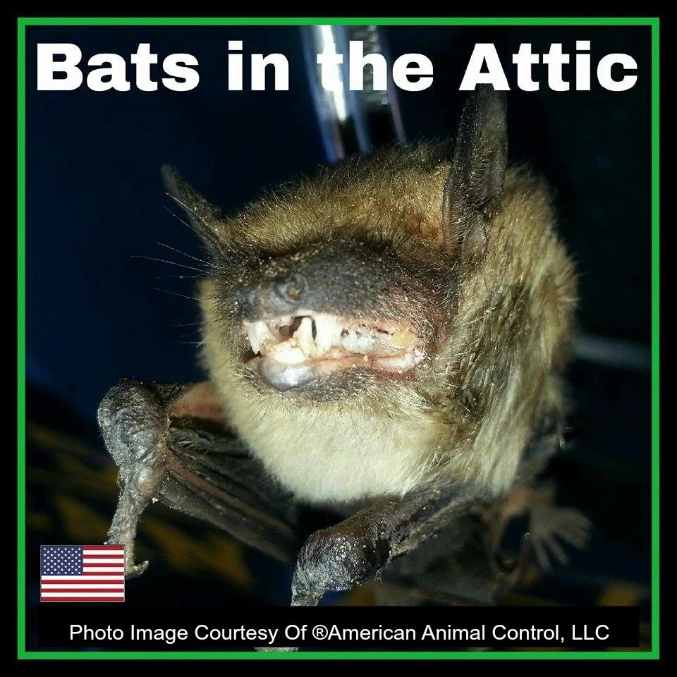 Bat Problems How To Get Rid Of Bats From Home Or Attic