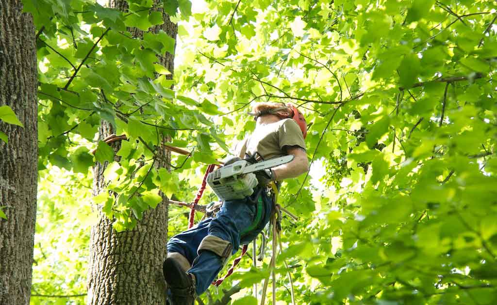 Tree Removal & Tree Pruning Pro Earth Landscaping