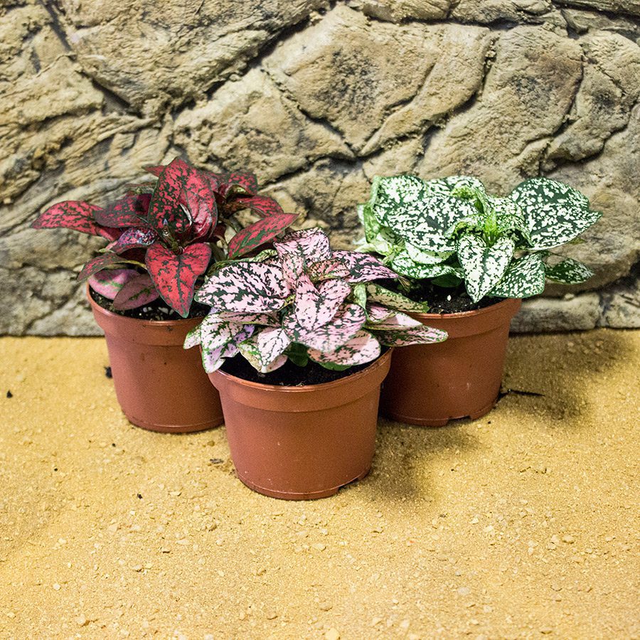 Humid Live Plants ProRep