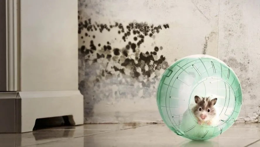 Mold Remediation Services Pro Steamer Can Help! Pro Steamer Water