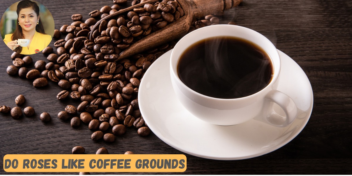 Do Roses Like Coffee Grounds Pro Across