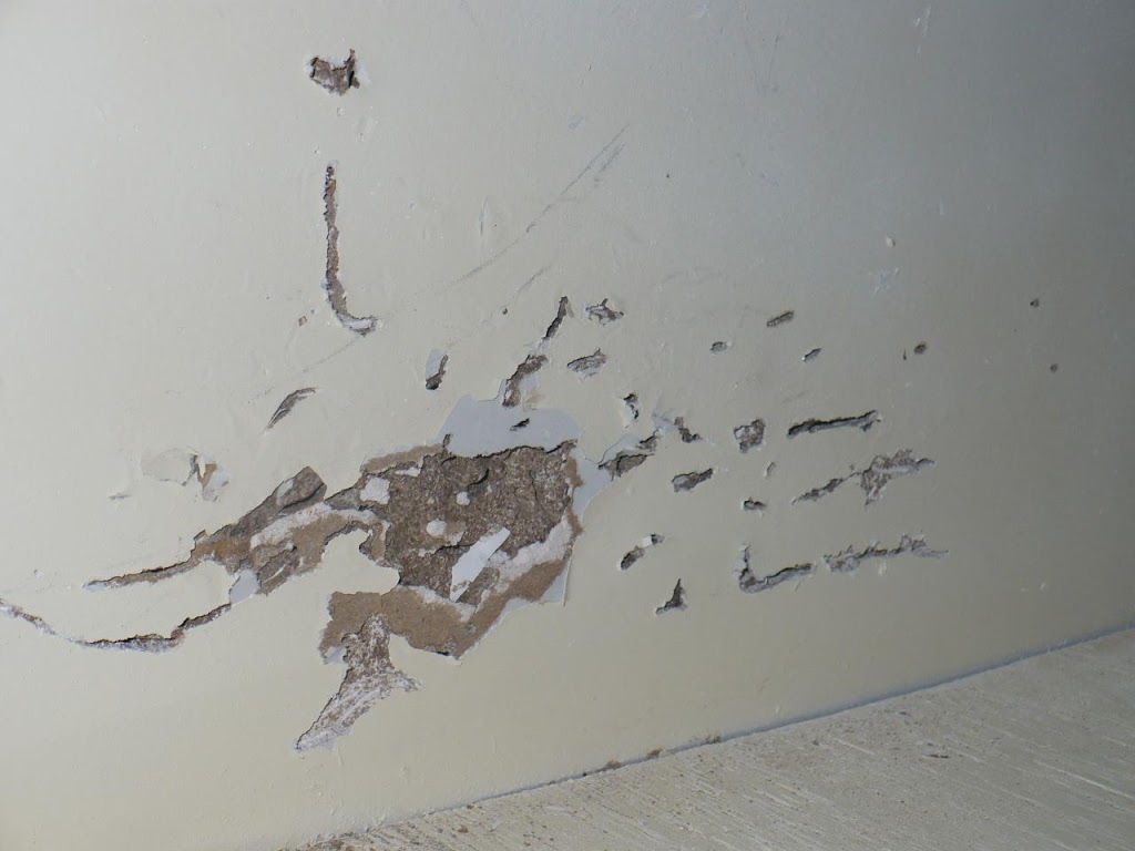 How to check your home for termites Proactive Pest Control