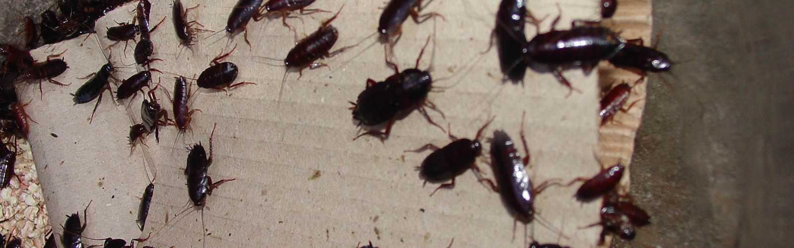 Are cockroaches attracted to light? Proactive Pest Control