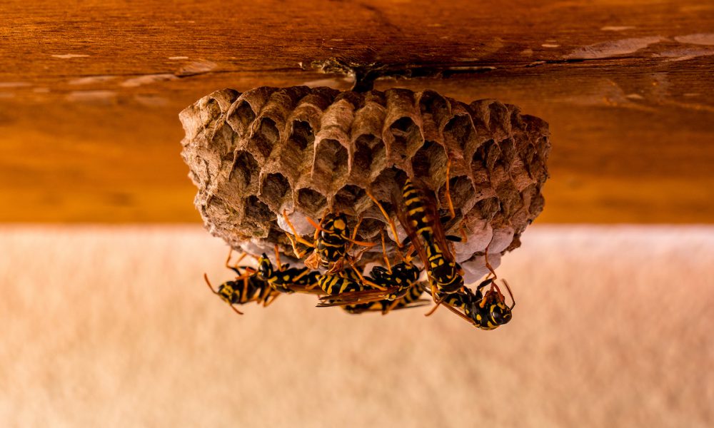 How are Wasps Getting into my House? Proactive Pest Control
