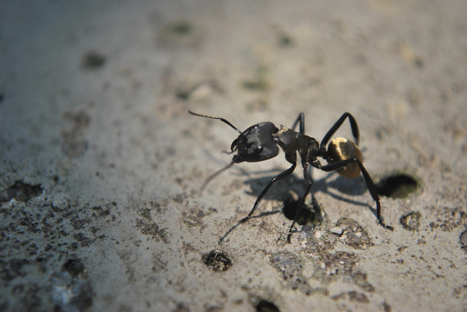 Can ants live in the walls of my house?