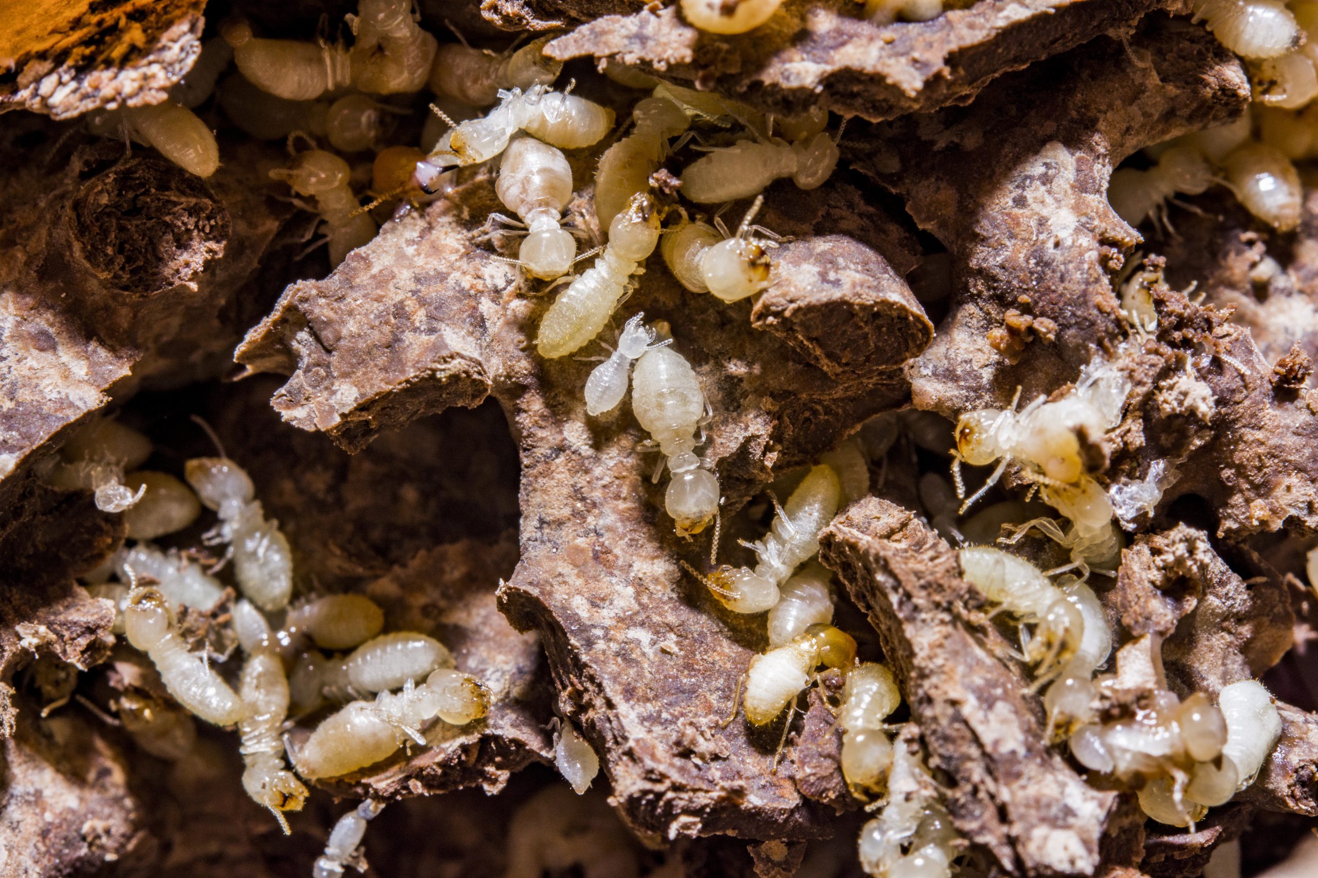 How does the fact that termites are social insects work to our