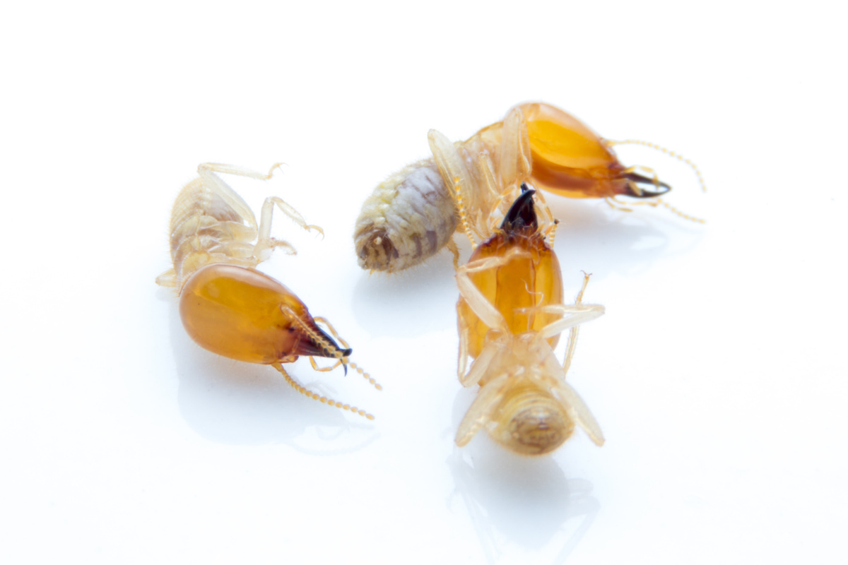 How long does it take for termite poison to kill termites? Proactive