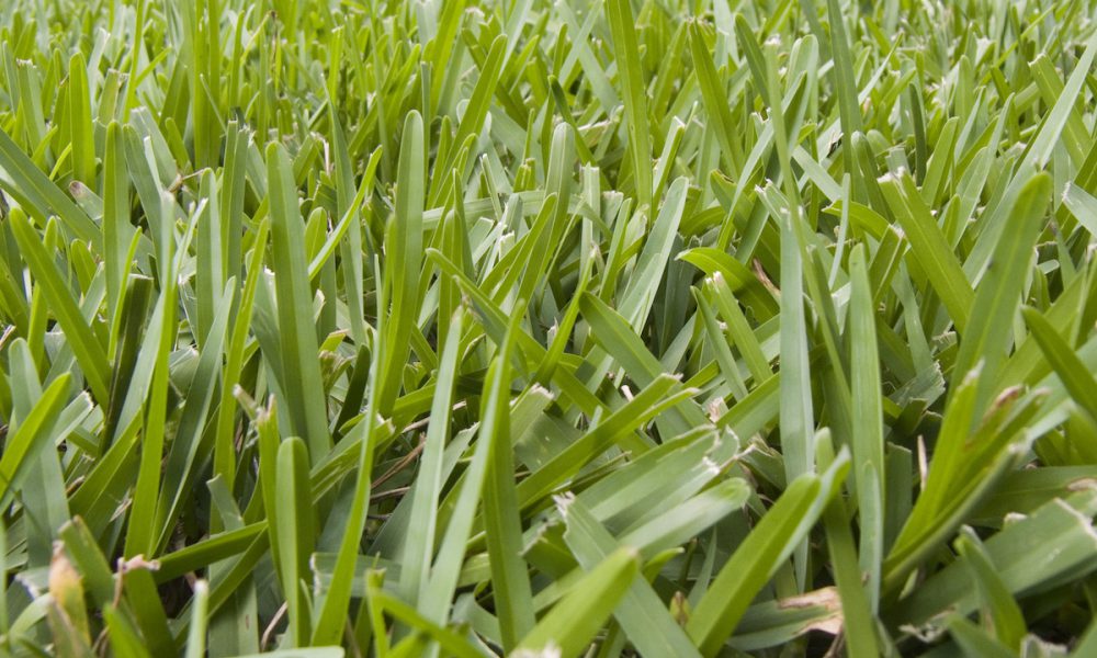 What I Need to Know about Grasses? Proactive Pest Control