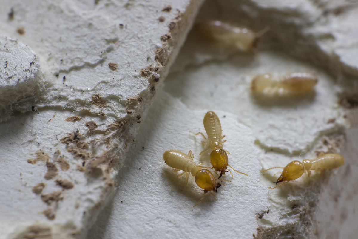 How to treat termites on that are coming up through the slab inside of