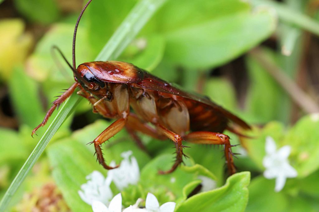 American Cockroach is the Largest of Roach Species - Proactive Pest Control