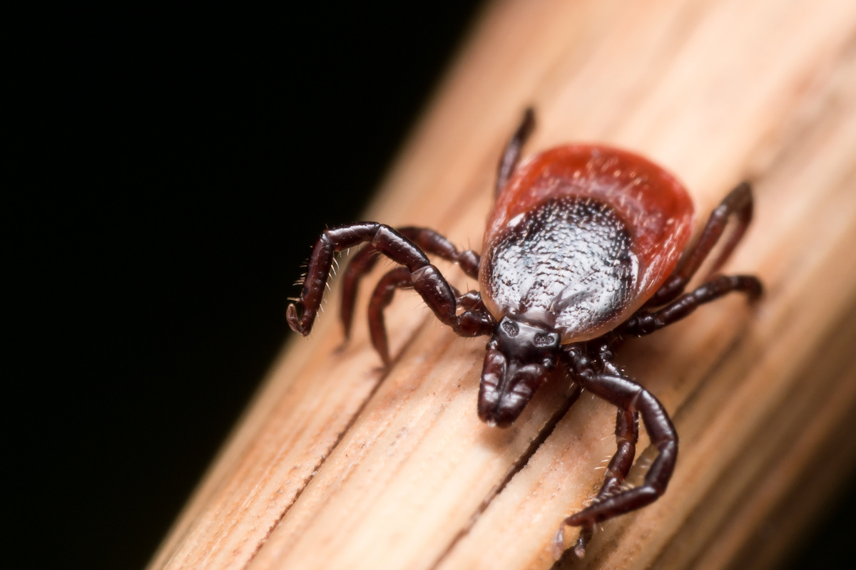 Deer Tick Activity in Winter Proactive Pest Control