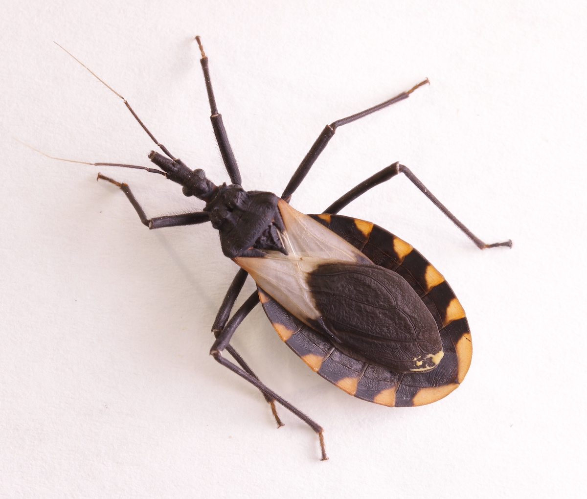 Want to Know Why Assassin Bugs are Also Called Kissing Bugs