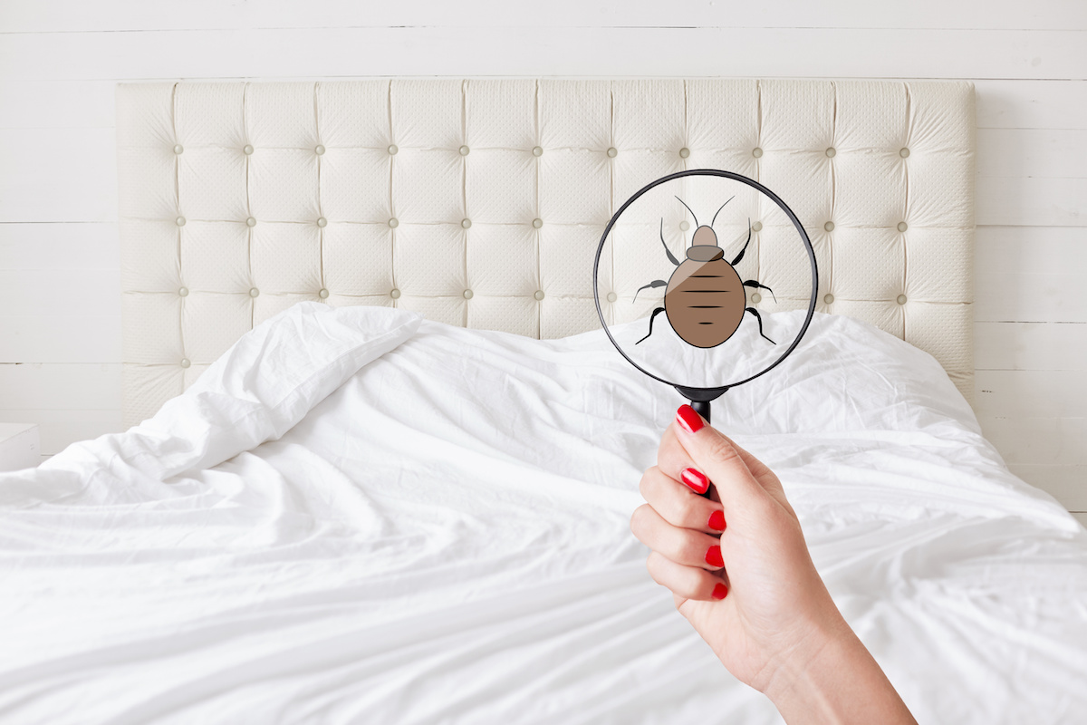 Five Signs of a Bed Bug Infestation in Proactive Pest Control