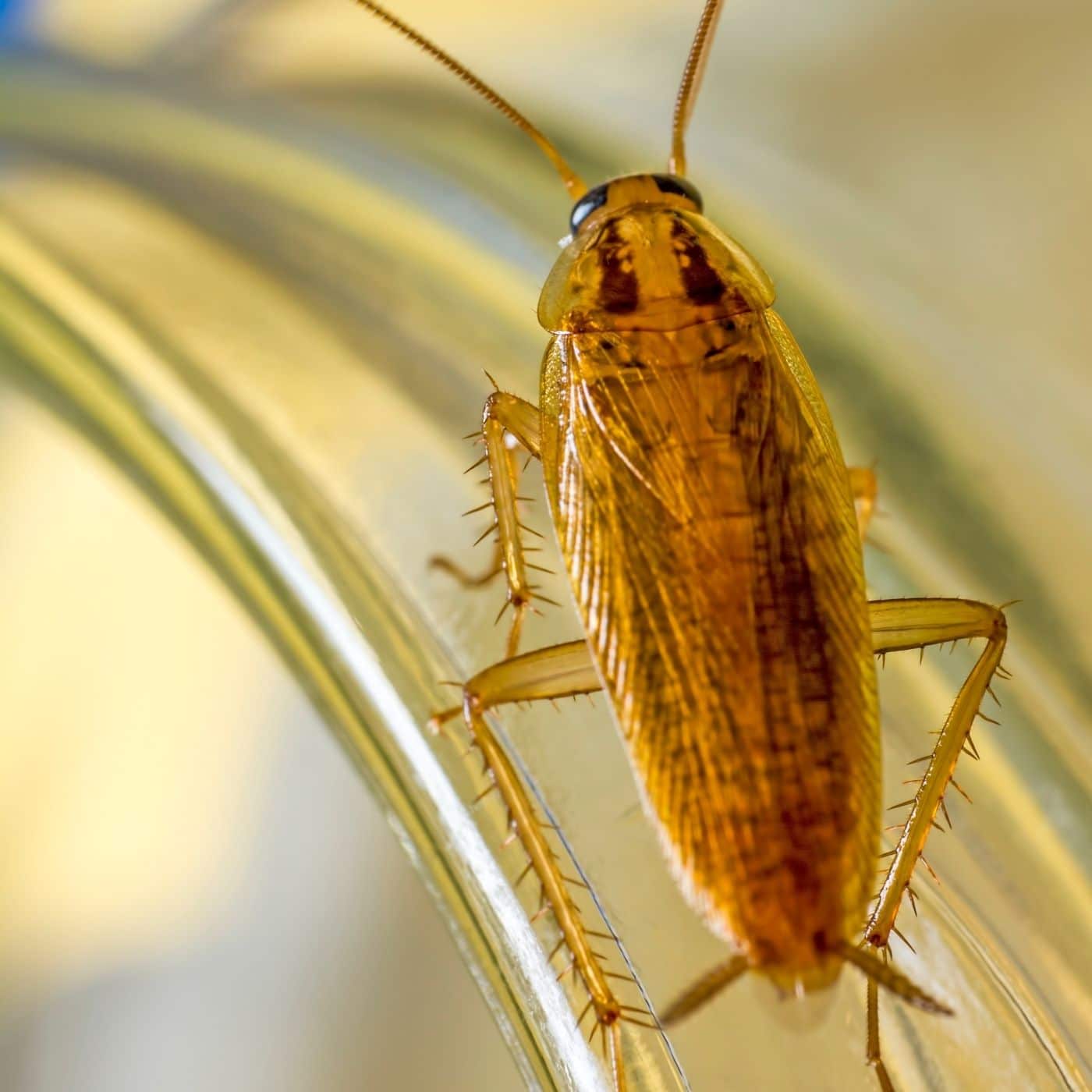 Pest ID German Cockroach Proactive Pest Control