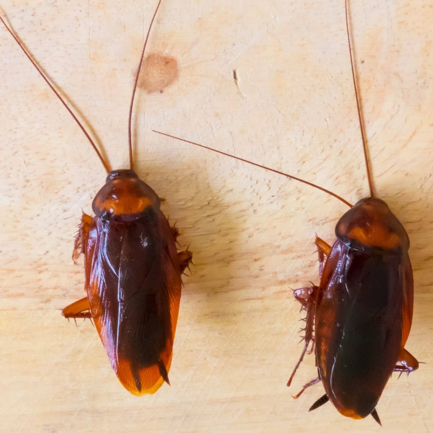 Pest ID Smoky Brown Cockroach Proactive Pest Control