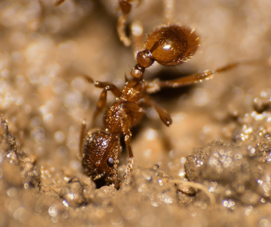 How to Get Rid of Fire Ants Proactive Pest Control