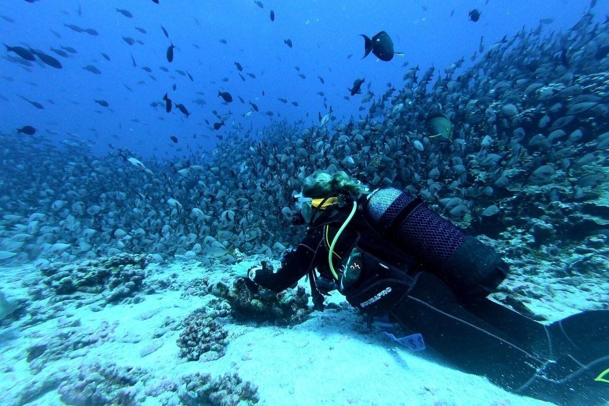 The Top 10 BEST Scuba Diving Regulators [2024] Pro Adventure Guide