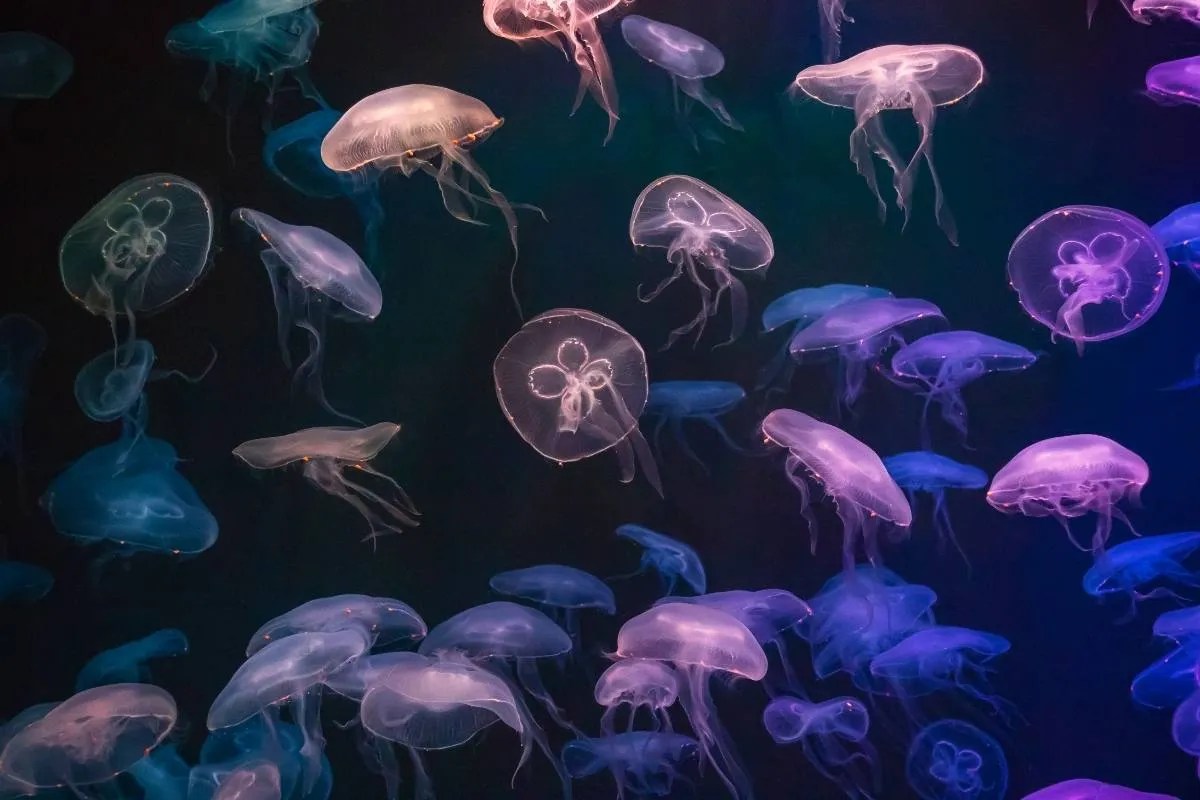 [10] Types Of Jellyfish In Florida & Which To Avoid! Pro Adventure Guide