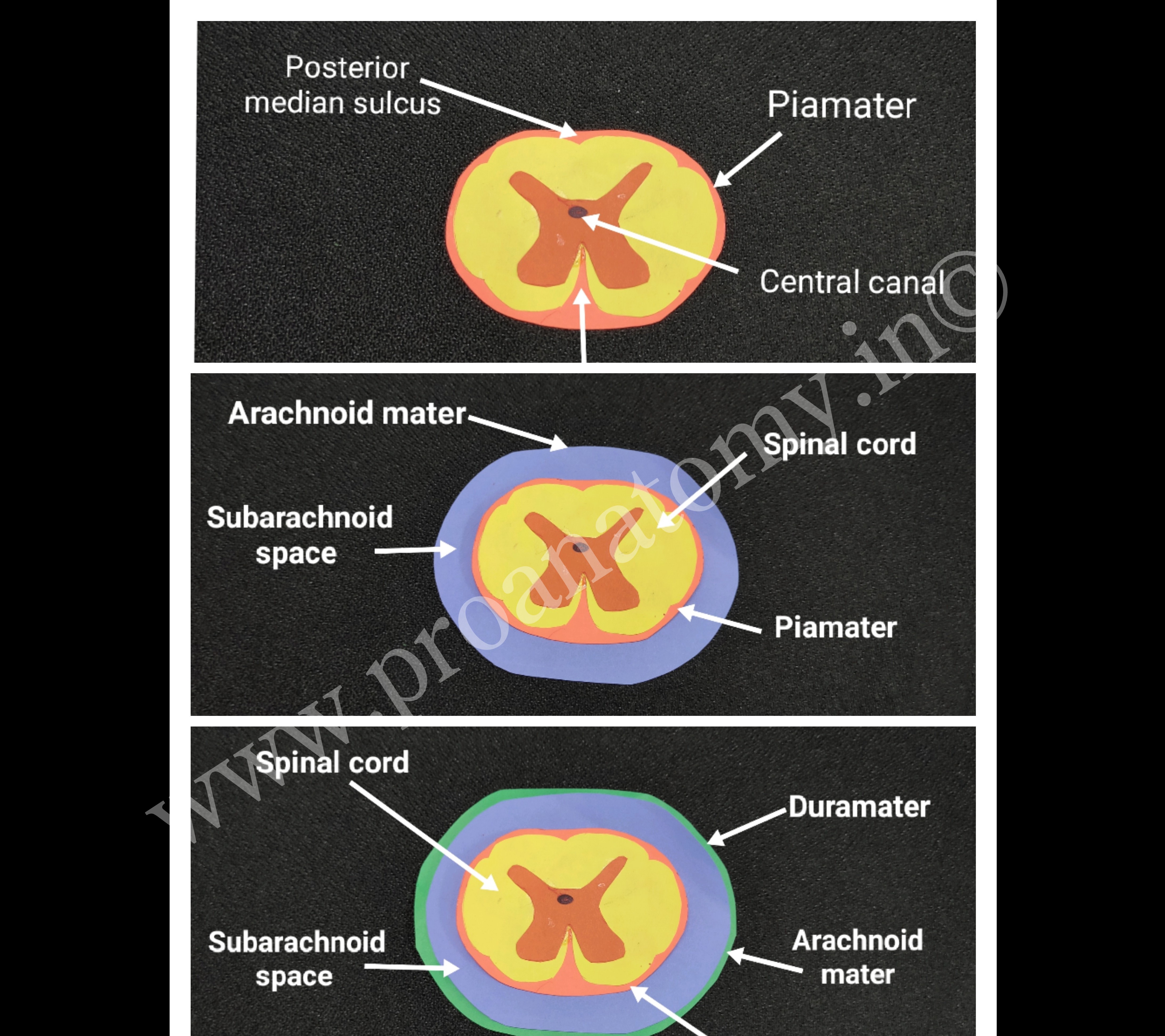 Easy to draw diagrams PROANATOMY