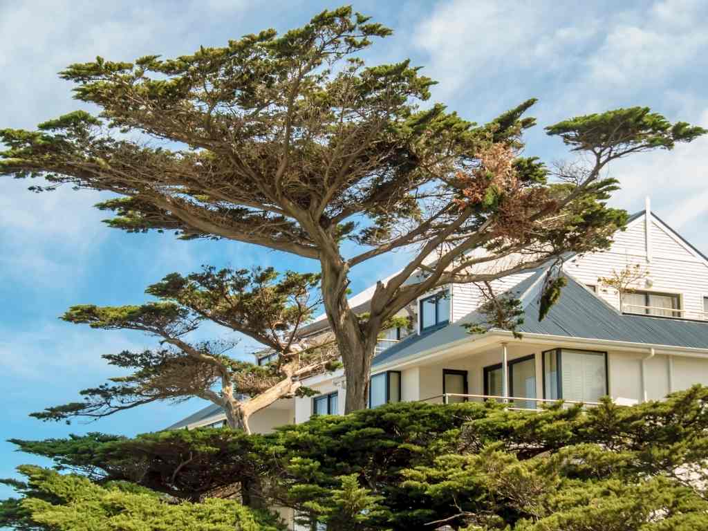 Why You Shouldn’t Plant Trees Too Close to Your House Proarb Canterbury