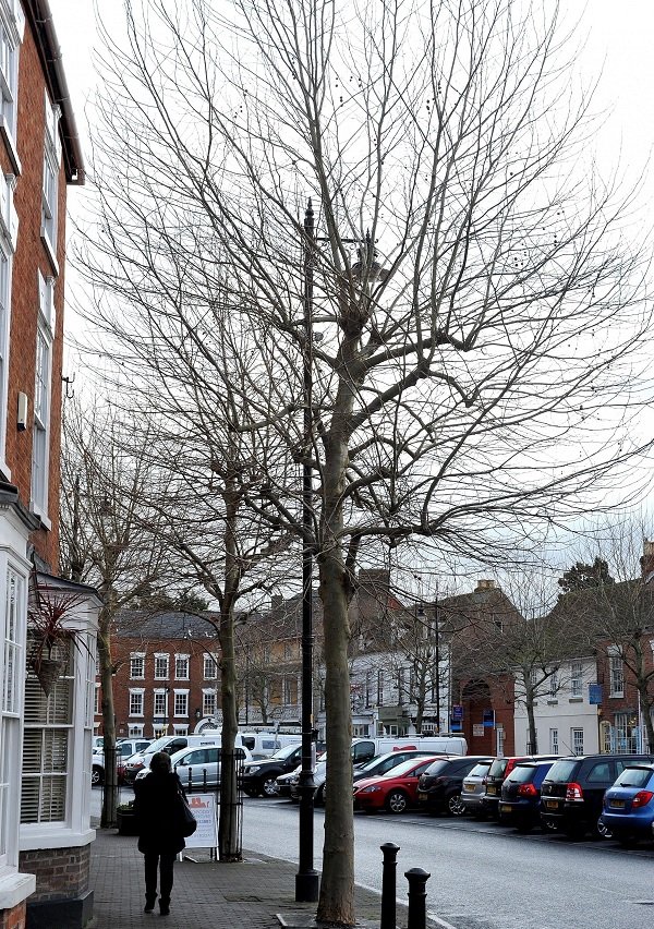 Crab apple trees in Pershore could present sticky problem Pro Arb