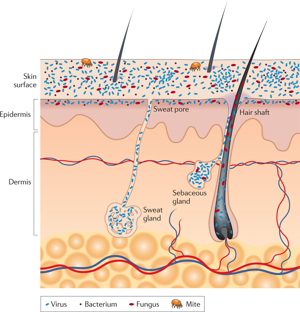 The Skin Biome Siani Probiotic Care