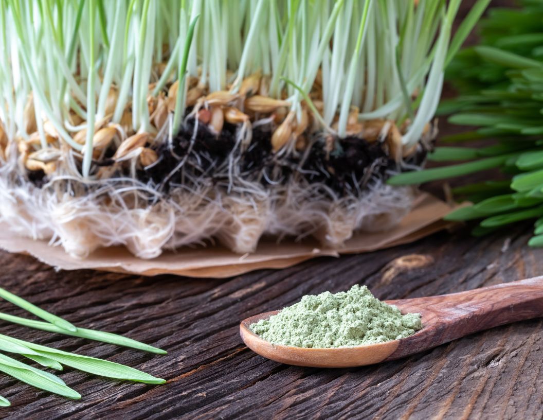 Barley Grass Benefits Things you should know
