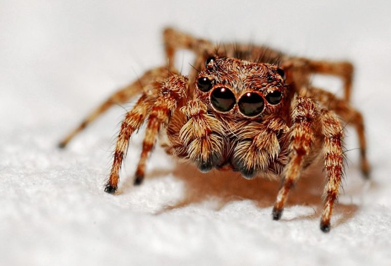 Hur kan jag lugna mitt barn som är rädd för spindlar? Inga problem