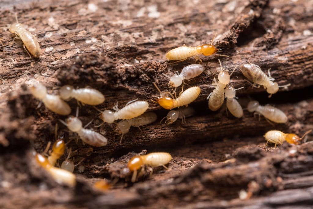 Florida Termites How To Protect • Problem Solved Pest Control