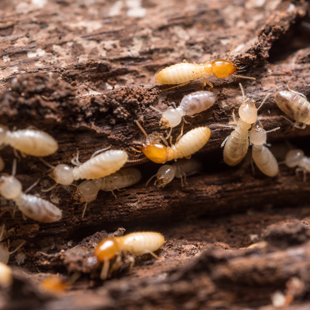 Close up termites or white ants • Problem Solved Pest Control
