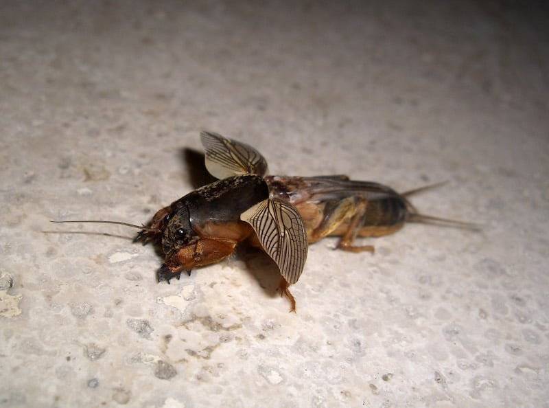 Do Mole Crickets Eat Tomatoes at Sharen Duty blog