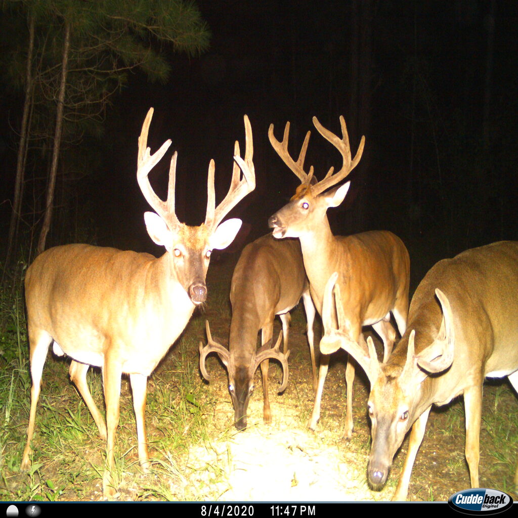 Pro Blend Deer Feed Professional Deer Feed For Professional Deer Managers