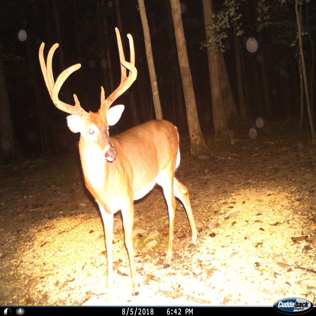 Pro Blend Deer Feed Professional Deer Feed For Professional Deer Managers