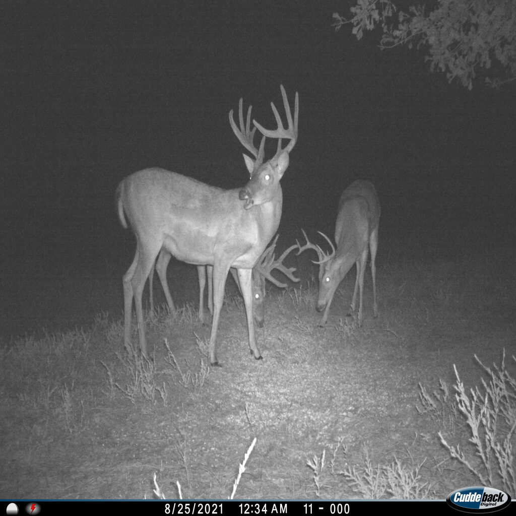 Pro Blend Deer Feed Professional Deer Feed For Professional Deer Managers