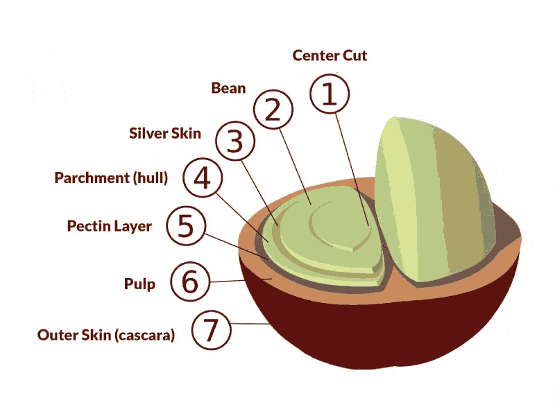 The Many Types of Coffee Beans Procaffeination
