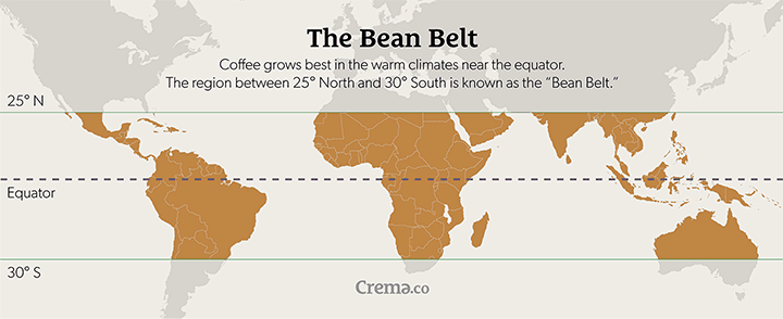 The Many Types of Coffee Beans Procaffeination