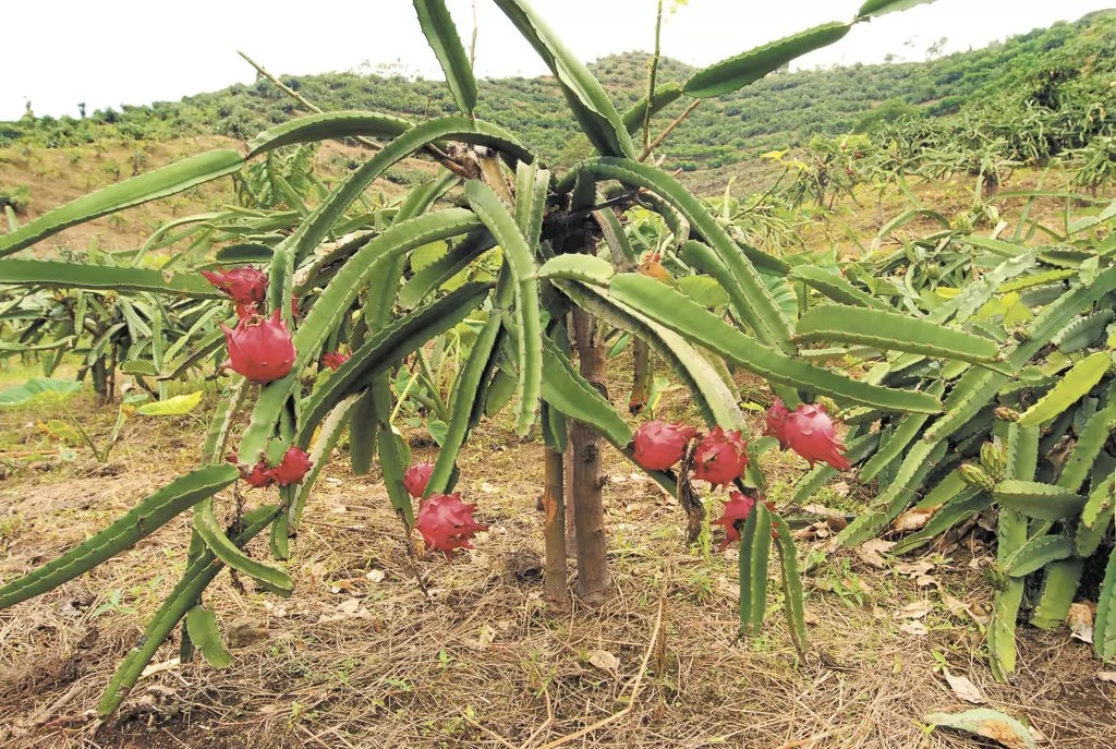 Agropecuarios resaltan producción de la fruta pitahaya