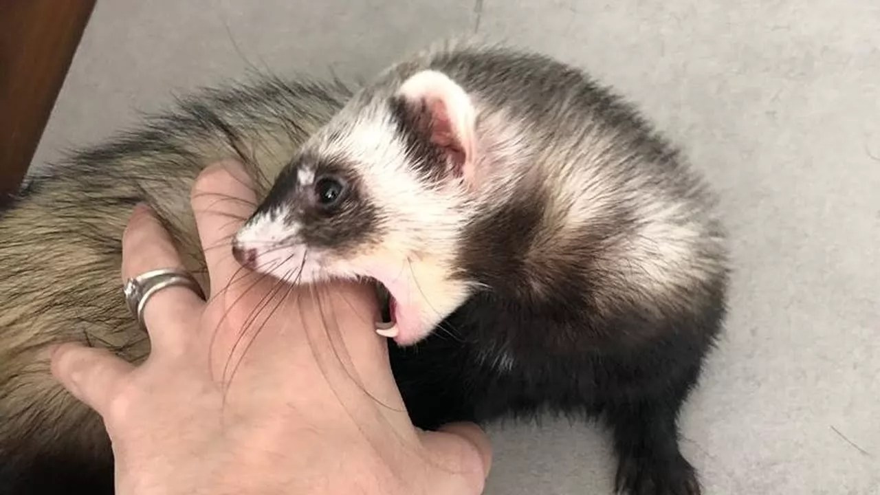 Muerte de mujer por rabia humana obliga autoridades a