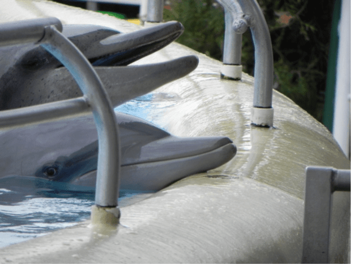 Support legal action to expose captive dolphin cruelty. Australia for