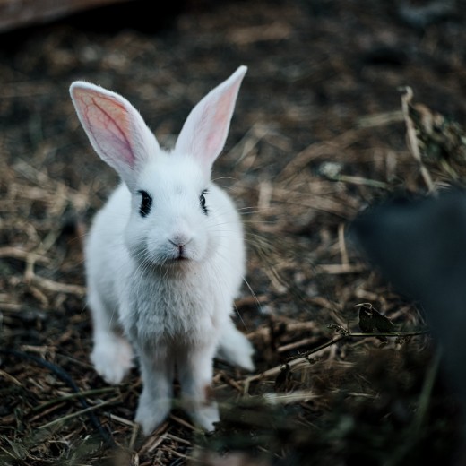 VG Meats ProcessorLinks 2024