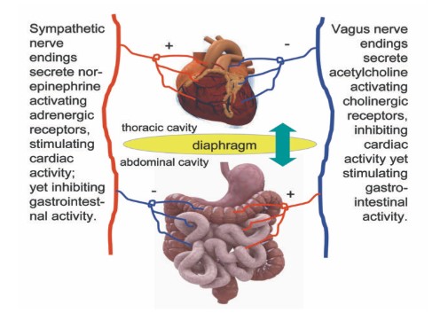Chiropractic Care for Acid Reflux and Infant Colic in Bozeman, MT